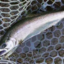 10/16　雨の中でサクラマス連発！ ～フィッシングパーク高島の泉～